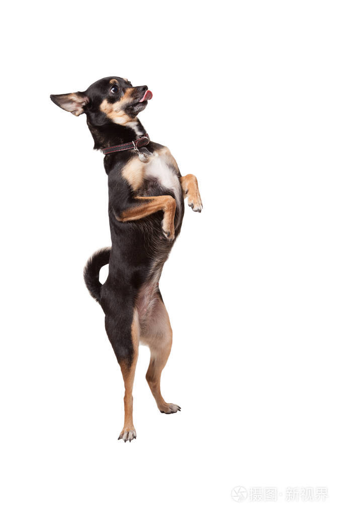 吉娃娃狗站在两条后腿