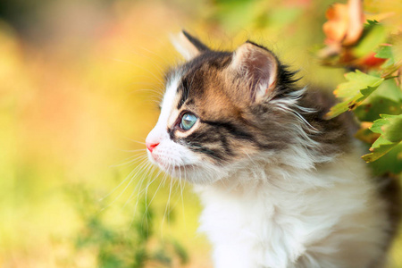 秋天的侧面肖像的可爱毛茸茸的小猫爬上树分支的性质照片