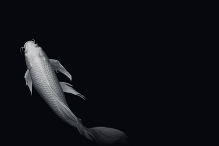 在黑色背景上的白蝴蝶锦鲤鱼照片