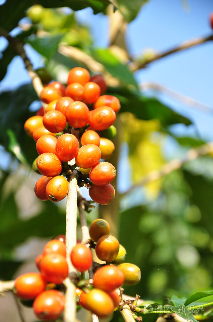 在植物上的咖啡豆