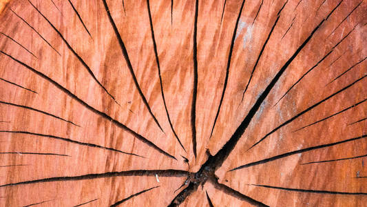 顶红树桩年轮与树干截面视图 纹理背景