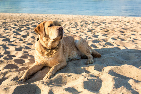 老黄狗，拉布拉多猎犬躺在海滩沙子靠近河，充满炎热 阳光明媚的夏天