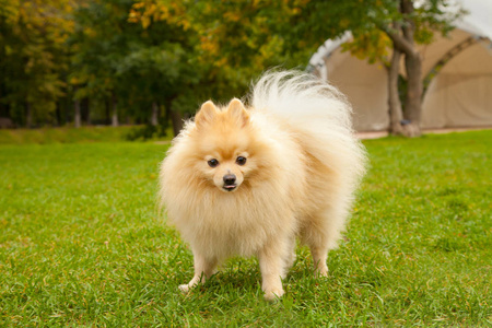 博美犬狗戴眼镜可爱的博美犬斯皮茨狗照片