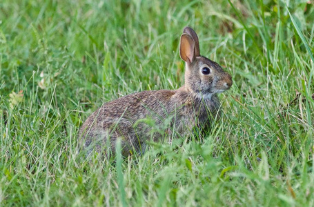 背景与可爱的兔子，坐在草地上