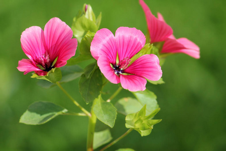 Lavatera 或花园里的玫瑰锦葵粉红色花