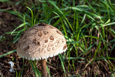 秋天的蘑菇采摘Macrolepiota Procera。早上在草地上。海绵的特写视图