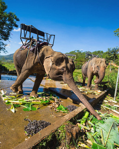 喂养一只大象农场的大象不远处大叻照片