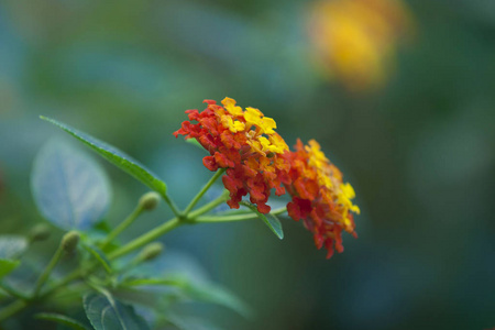 马缨丹花的绿色背景