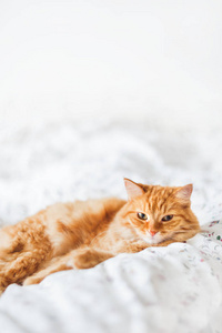 可爱的姜猫躺在床上。蓬松的宠物看起来很生气。温馨的家庭背景