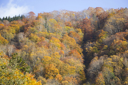 日本山上的秋变彩树