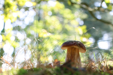 在阳光明媚的森林大牛肝菌蘑菇