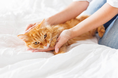可爱的姜猫躺在女人的手上。蓬松的宠物安顿睡或者是玩。可爱舒适背景，早上睡在家里