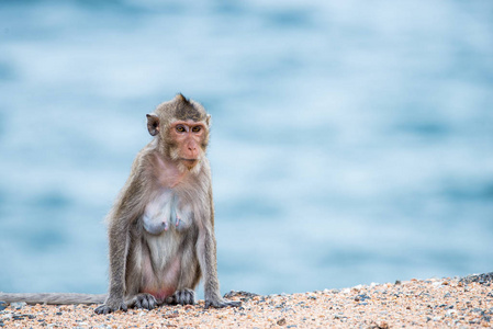 猴妈妈坐在沙滩上用海背景