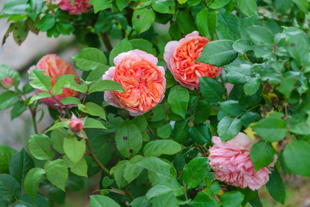 美丽的玫瑰植物
