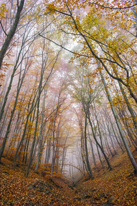 秋季景观与黄色的树木和雾，维托沙山 保加利亚