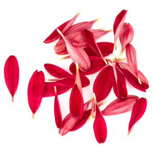 红菊花花瓣