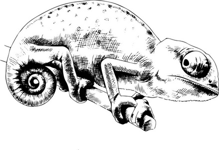 变色龙素描图片