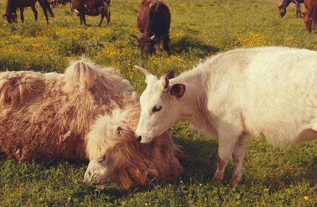 白牛和骆驼在绿色草地上，夏天