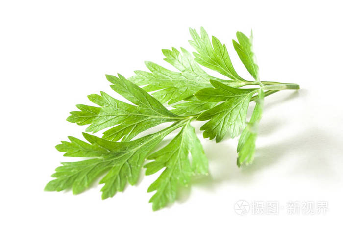 在白色背景上的香菜叶