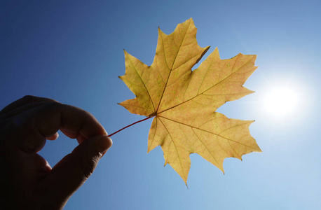 控股的叶子图片