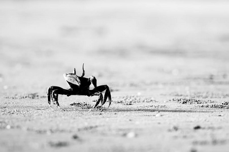 在黑色和白色的沙滩蟹