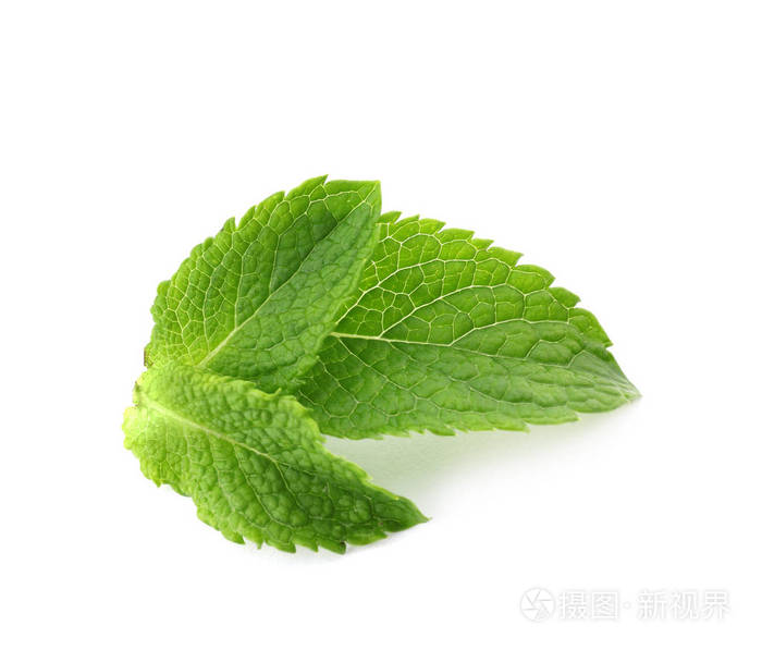 新鲜薄荷白隔离