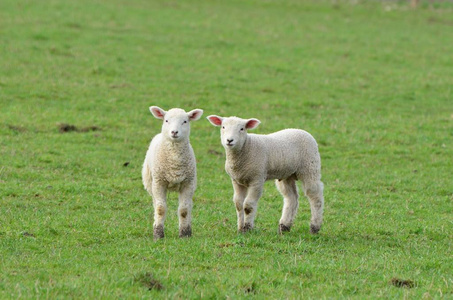 两个羊羔摄像头在绿色的草地照片