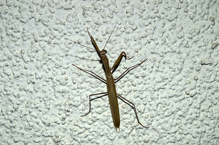 蚱蜢爬上墙, 蝗虫进入房子, 蝗虫的头和脚, 在白墙上看到的蚱蜢画
