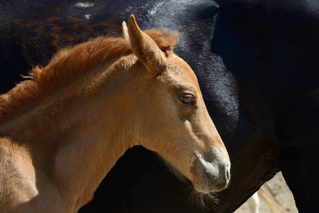 马子棕色的马子的肖像摄影图