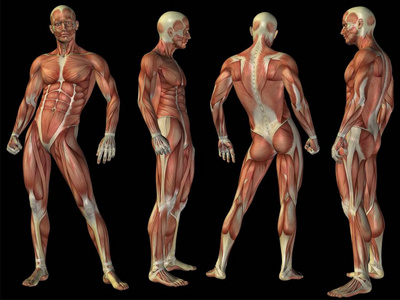 概念性解剖肌肉系统集