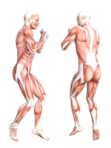 概念性解剖肌肉系统集图片