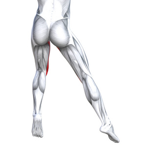 健康强壮腿解剖的插图