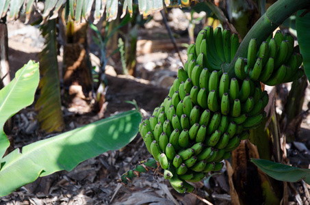 甜的香蕉茎加那利群岛热带水果农场
