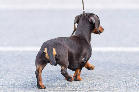 典型的腊肠犬特写