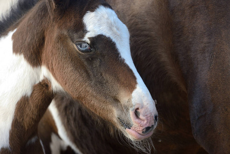 马子马子漆马团长的肖像摄影图