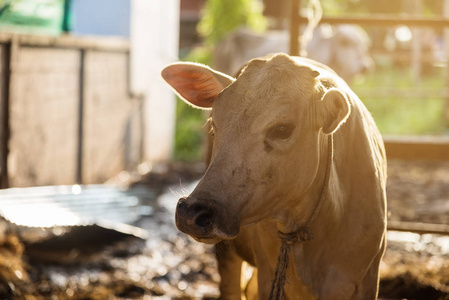 内牛满面图片 内牛满面素材 内牛满面插画 摄图新视界