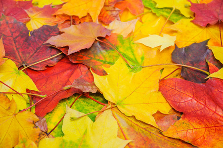 一堆五颜六色的秋枫树叶子