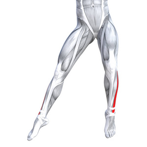 健康强壮腿解剖的插图
