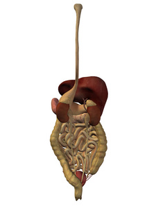 或人 3d 消化系统隔绝在白色背景上作为隐喻的解剖学, 医学, 身体, 胃