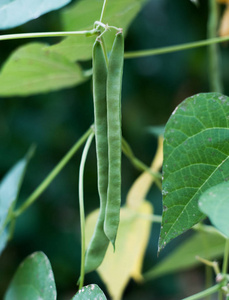 bean 的菜园里的树枝上照片