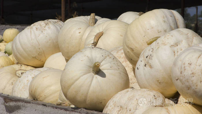 白色南瓜收获