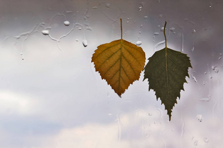 湿叶上的蝴蝶秋天的树叶在阴雨绵绵的天气背景上的湿窗口照片
