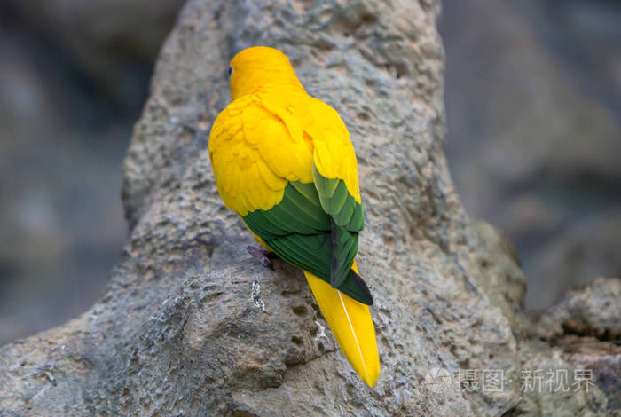 黄色金丝雀鹦鹉
