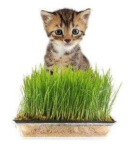 可爱的小猫和小麦草