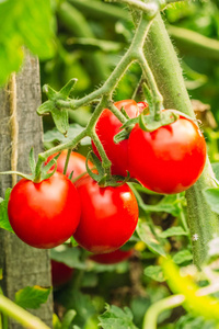 成熟的西红柿串在自然
