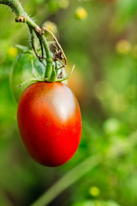 红色卵形蕃茄在庭院里图片