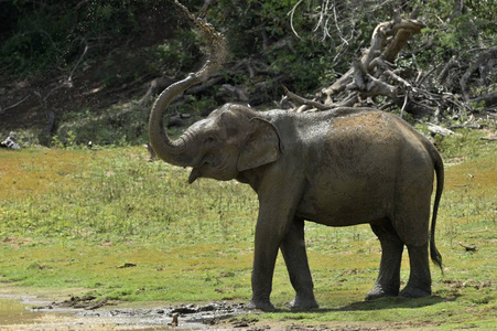 斯里兰卡大象的男性