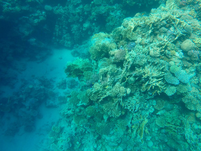 埃及红海海底世界图片