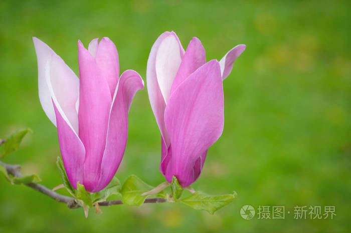 两朵花在一起的图片图片