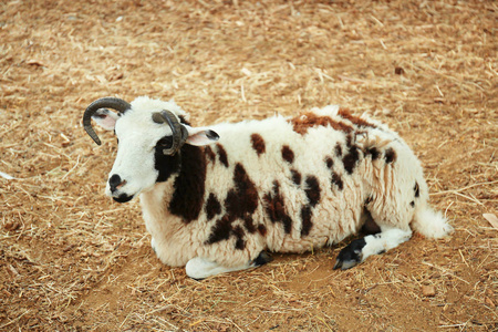 可爱的绵羊农场图片